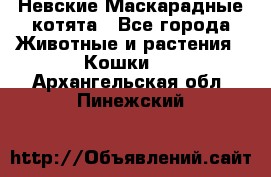 Невские Маскарадные котята - Все города Животные и растения » Кошки   . Архангельская обл.,Пинежский 